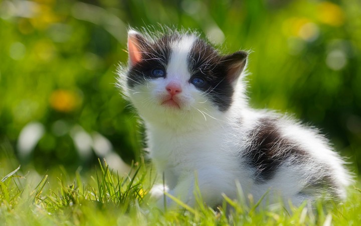 kitten