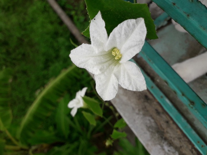Unknown flower