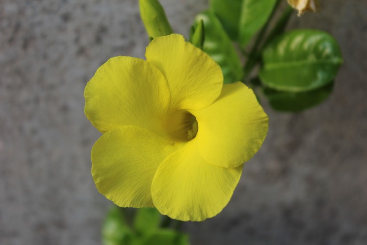 yellow flower