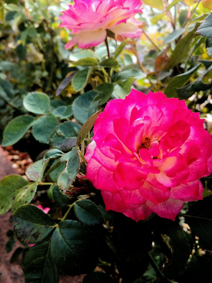 Rose's are pink, leaves are green