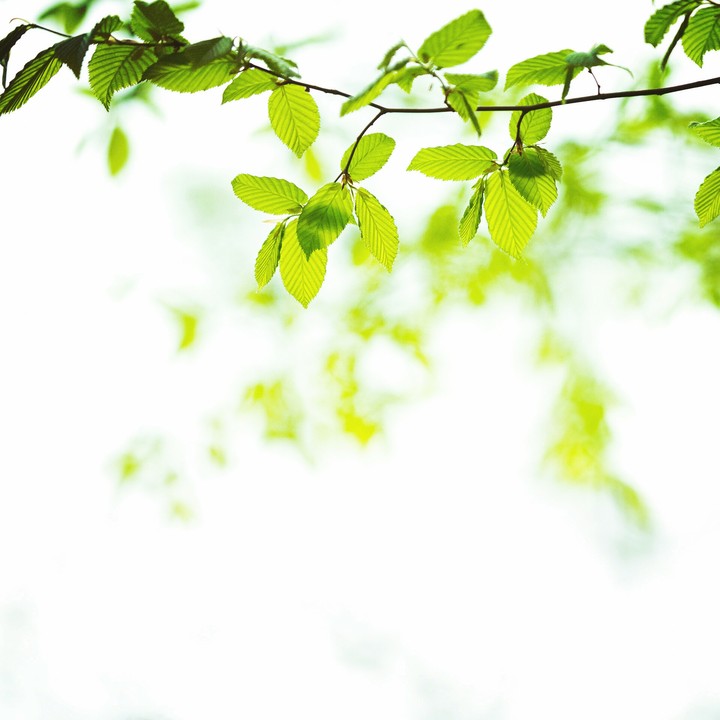 spring