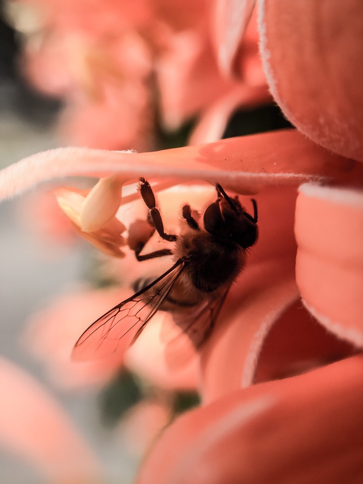 bees