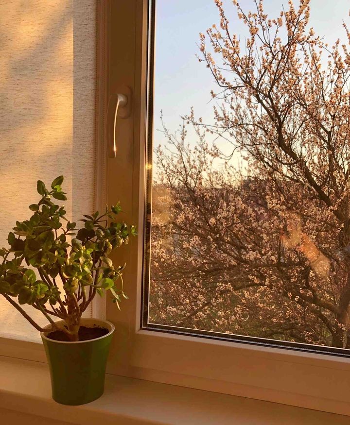 Window
