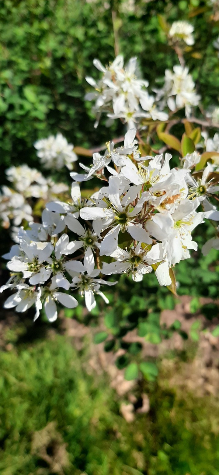 spring