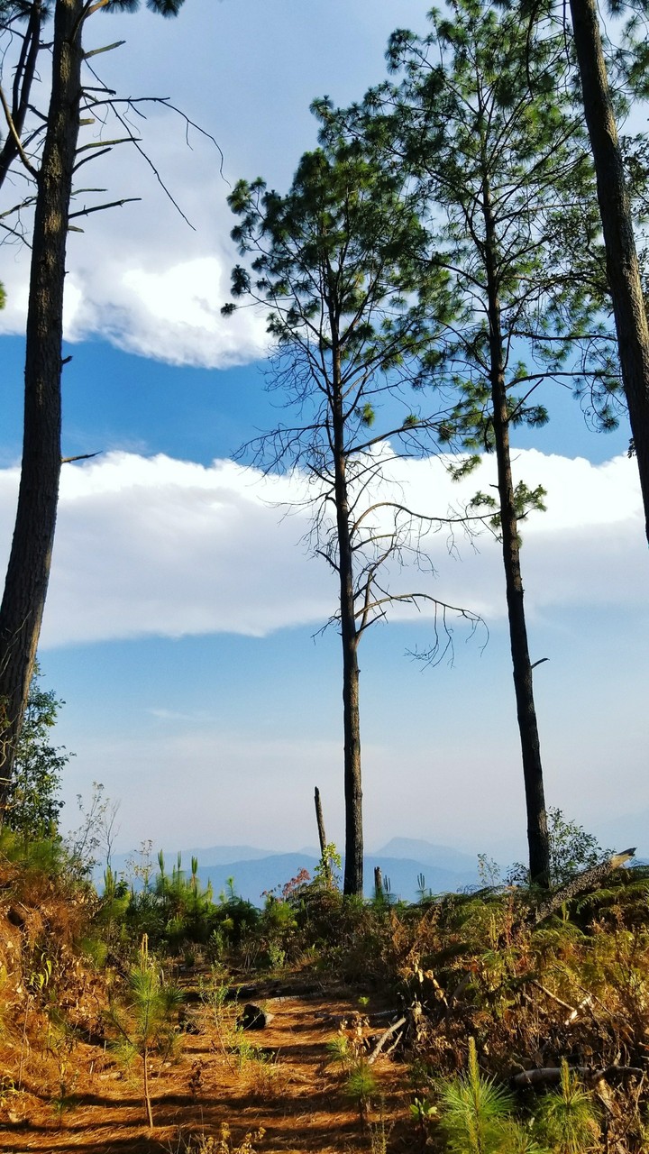 caminata por el bosque