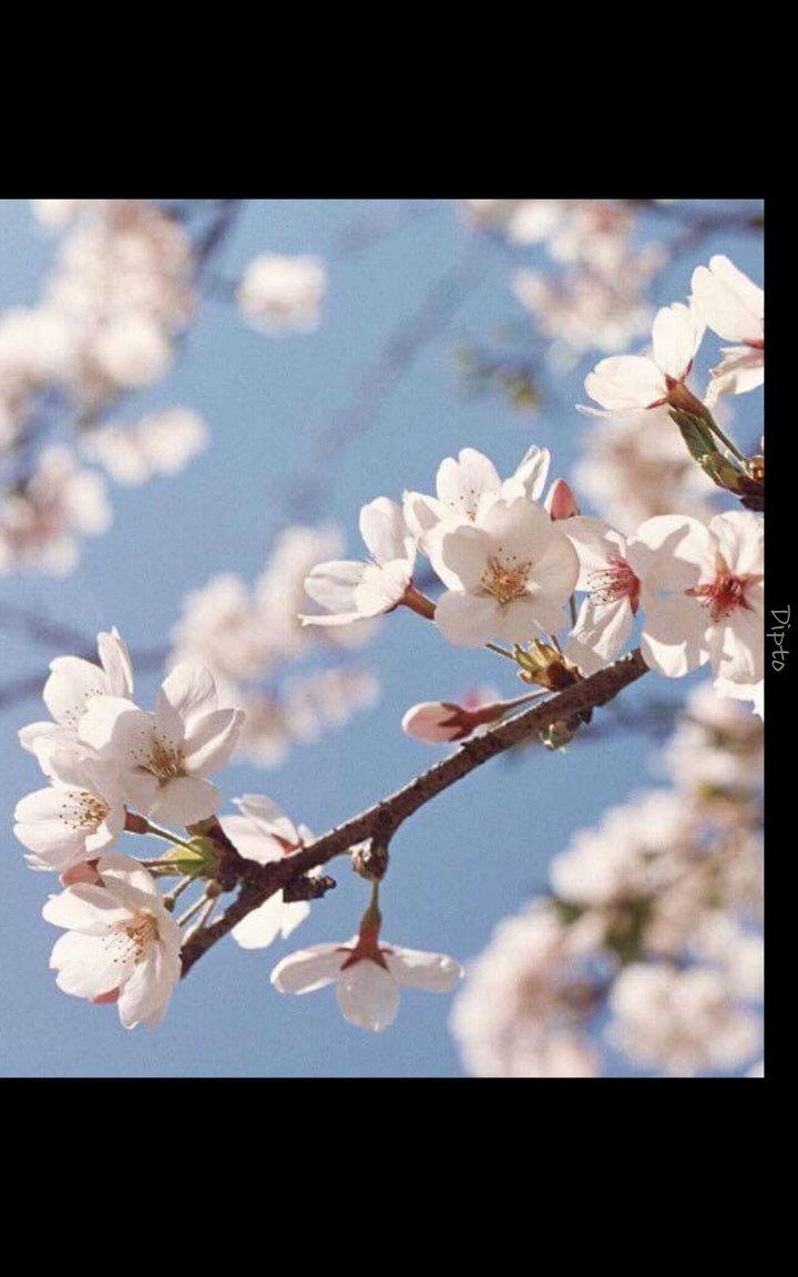 white gold flower