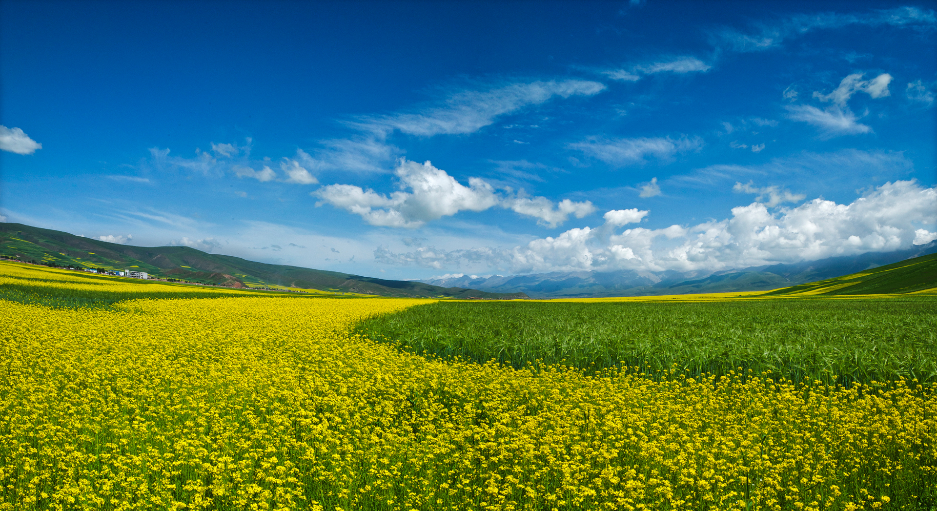Yellow-Flowers and Grasses