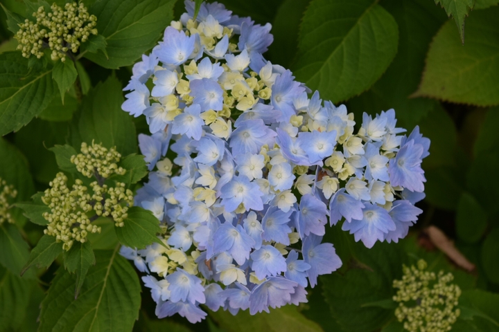 Blue flowers
