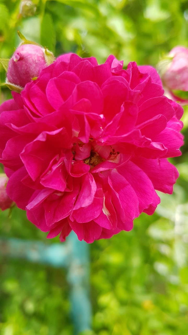 pink rose