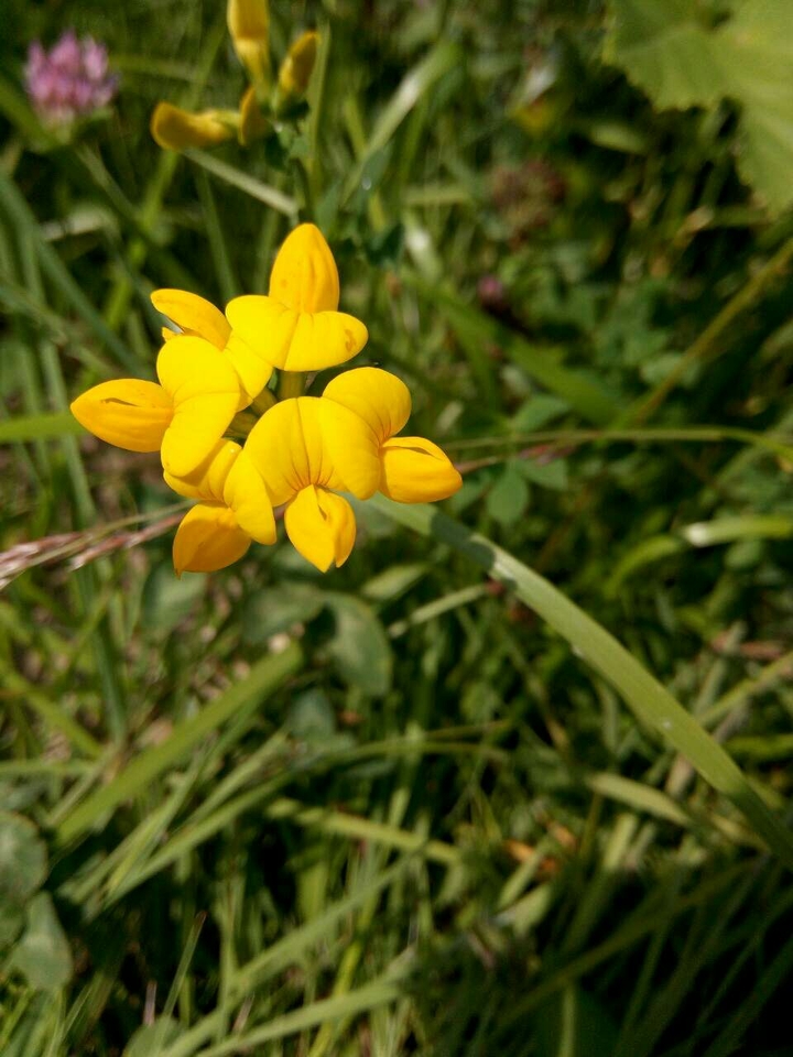 amazing flower