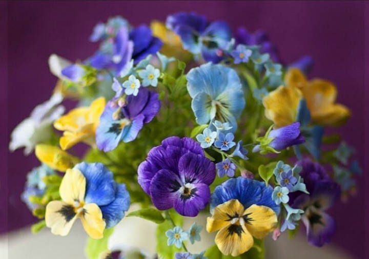 Viola
