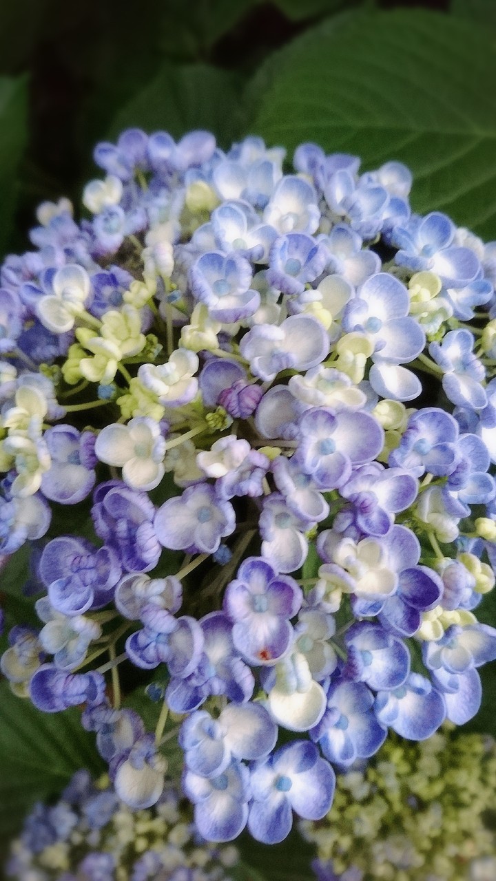 紫陽花