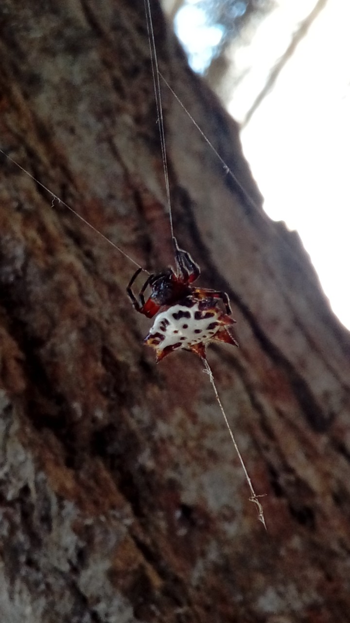 Araña Panadera.