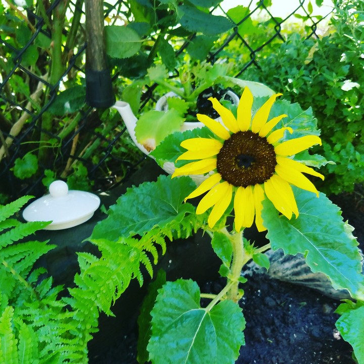 Sunflower  teapot