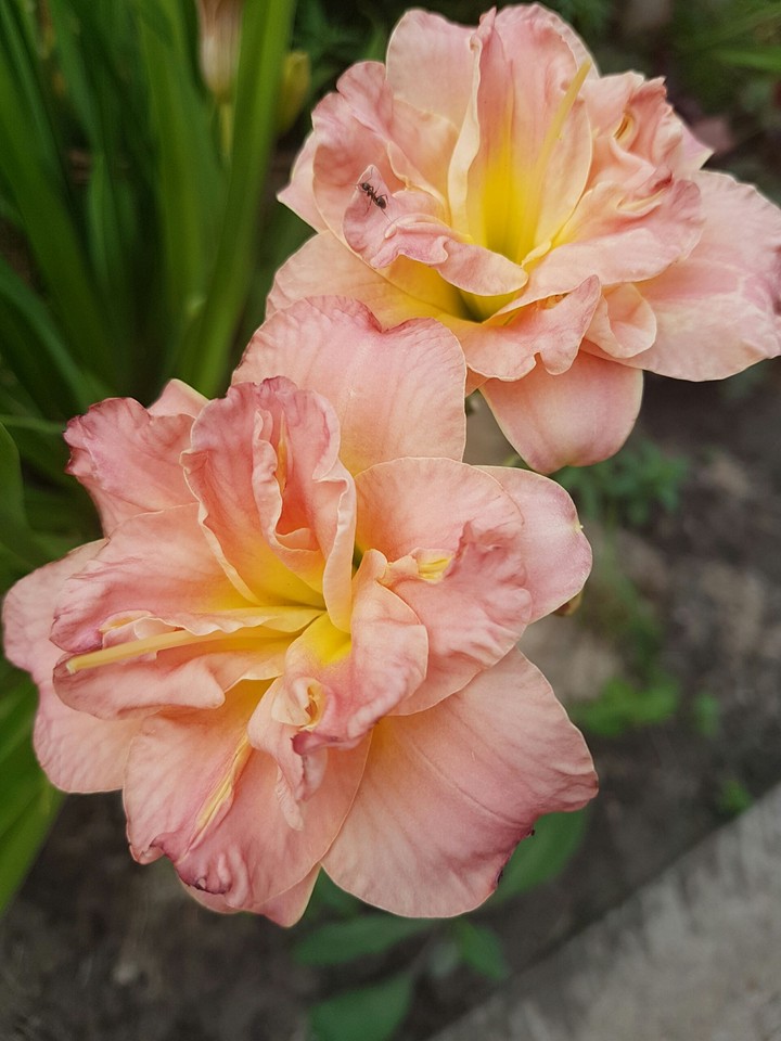 flowers.