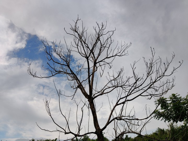 SKY AND TREE