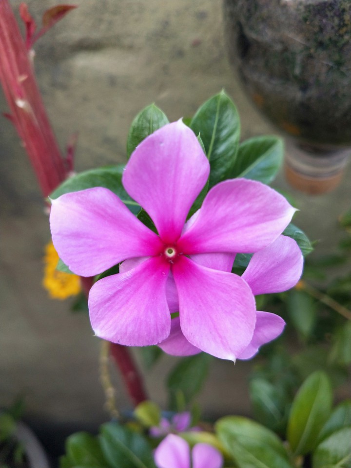 Vinca Rose