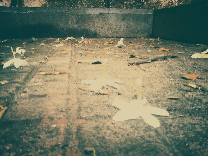fallen flowers
