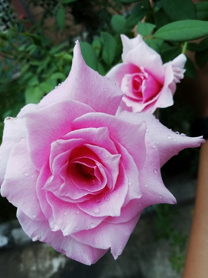 Roses
