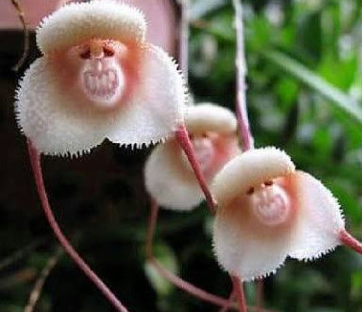 monkey