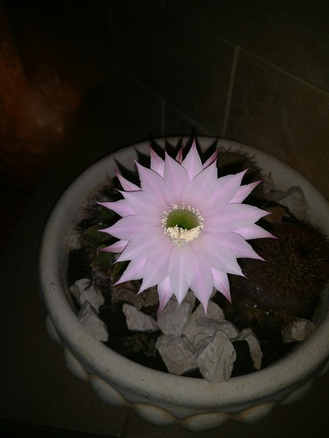 An astonishing white flower