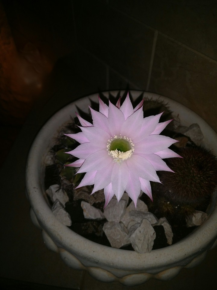 An astonishing white flower