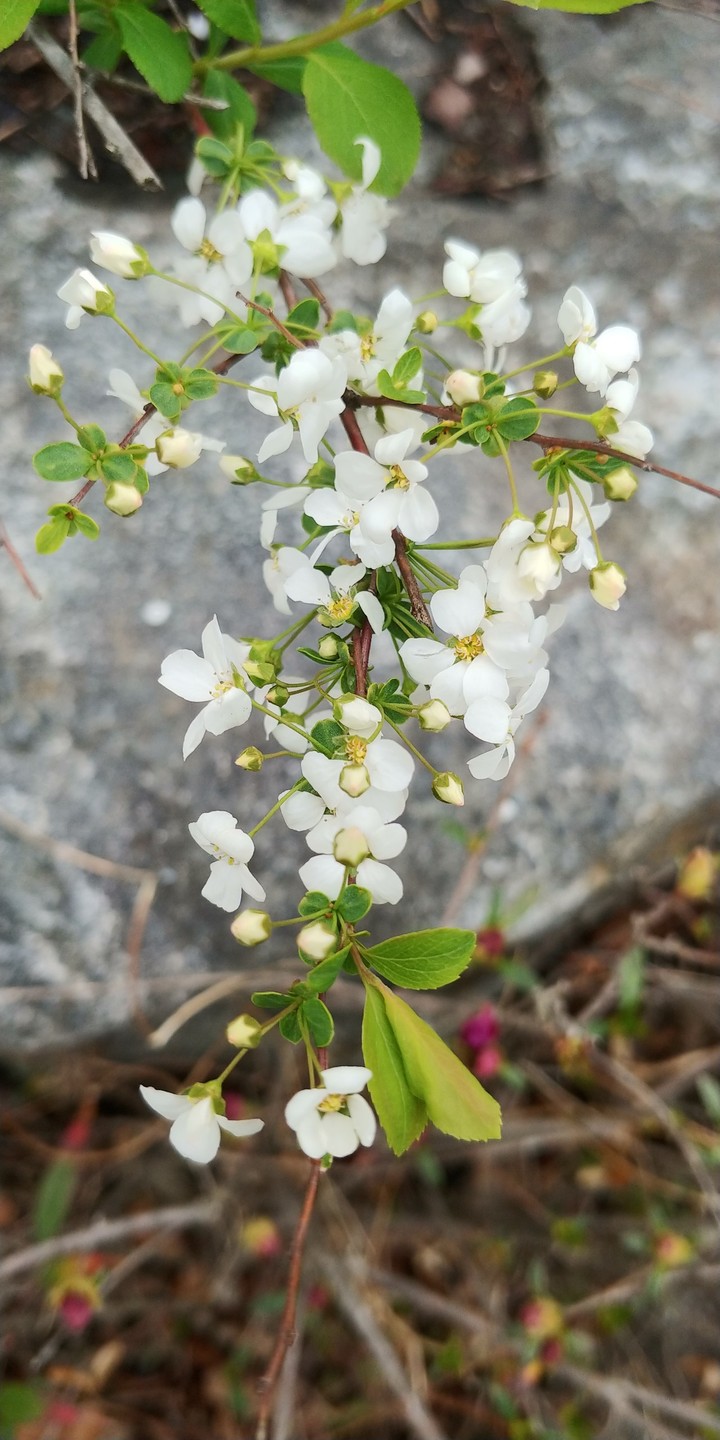 이뽀