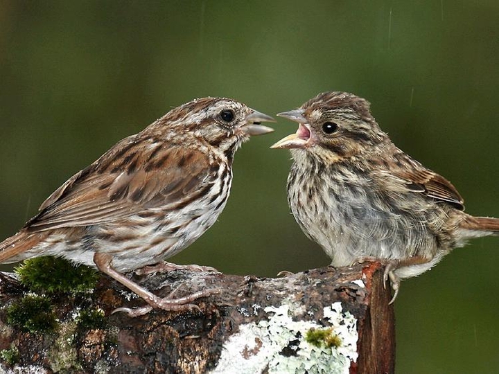 Feeding