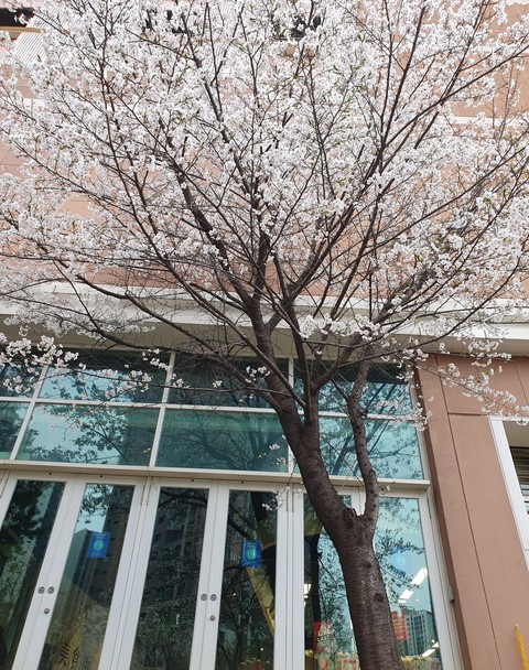 prunus, Blossom壁紙
