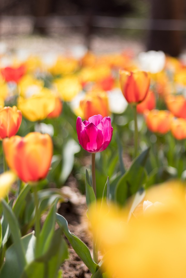 Tulip