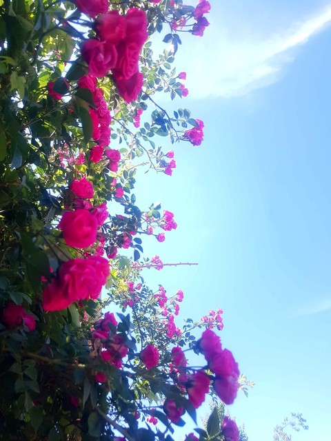 tapety flower, magenta