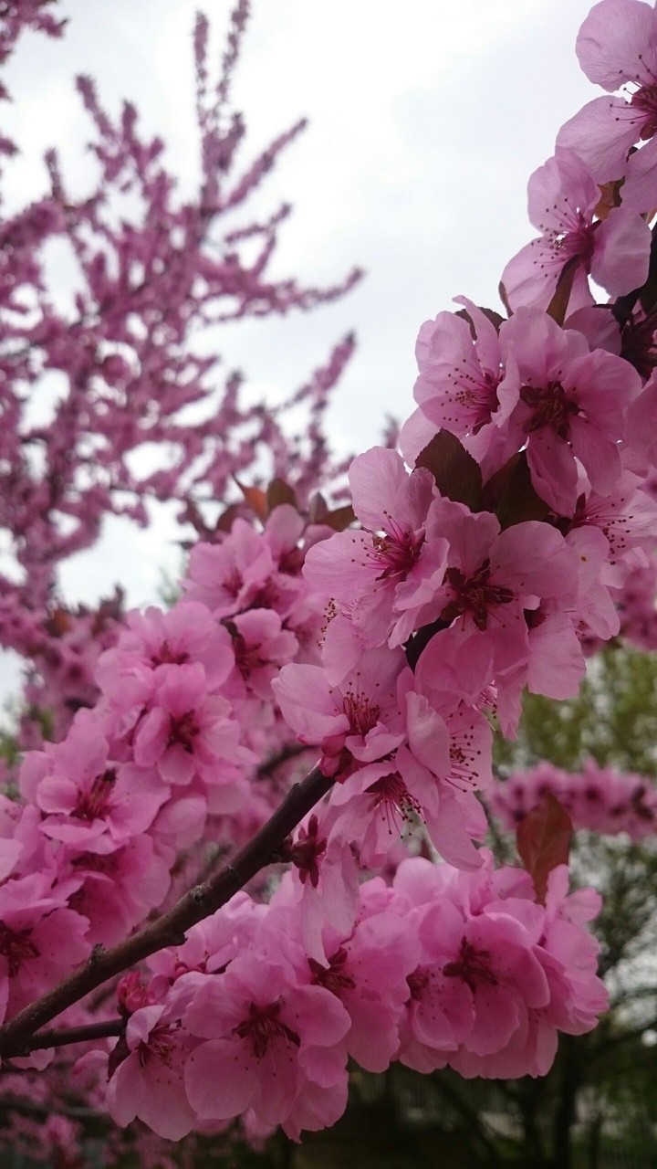 Tree,flower