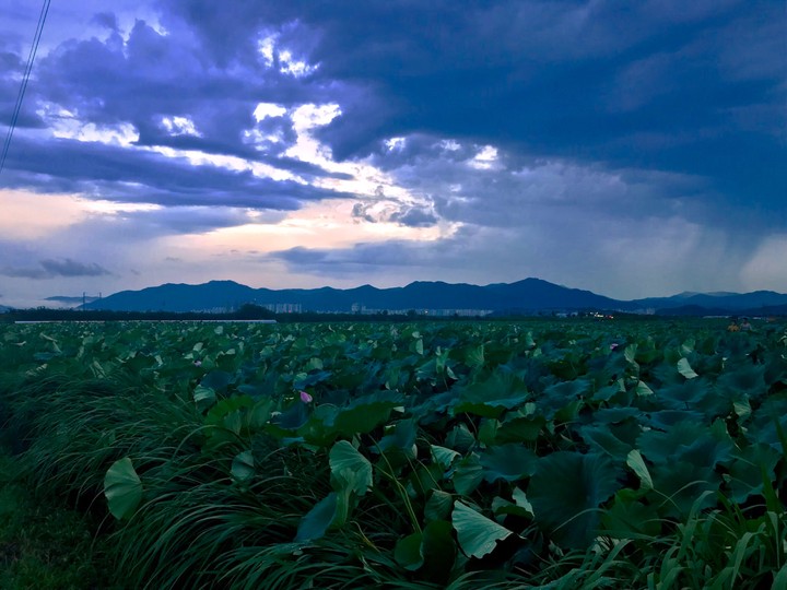 a lotus field