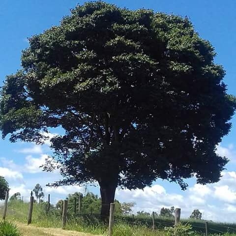 Árvore