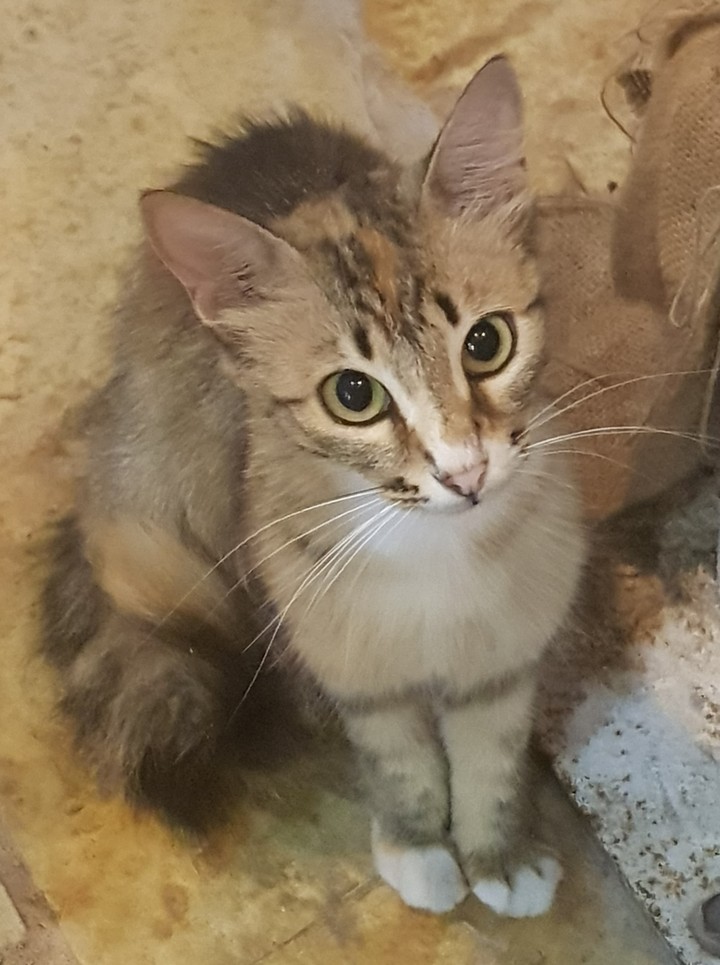 Stray cat, Paxos, July 2017