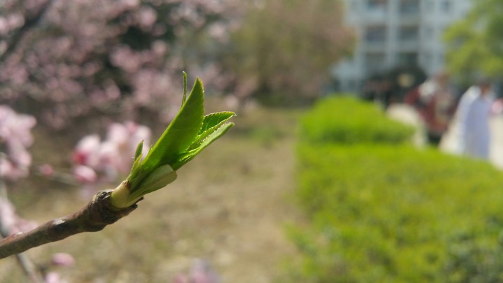 spring