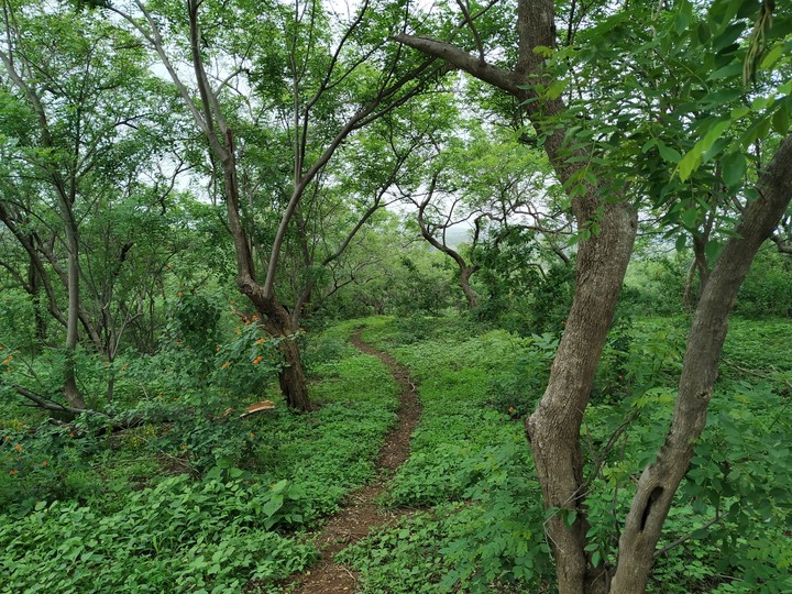 Forest Aurangabad