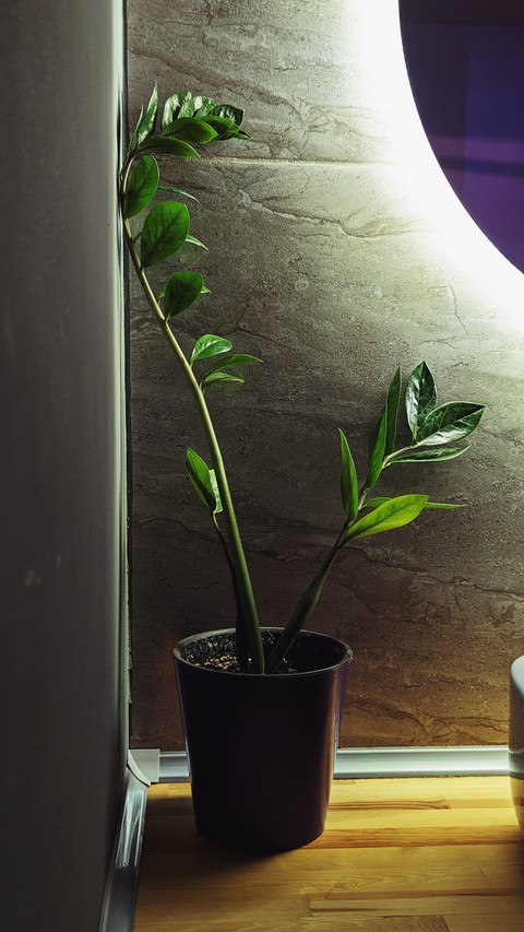 herb, flowerpot wallpapers