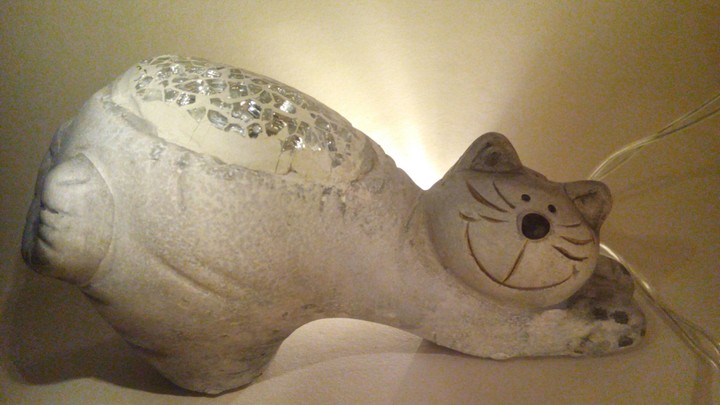 cat
