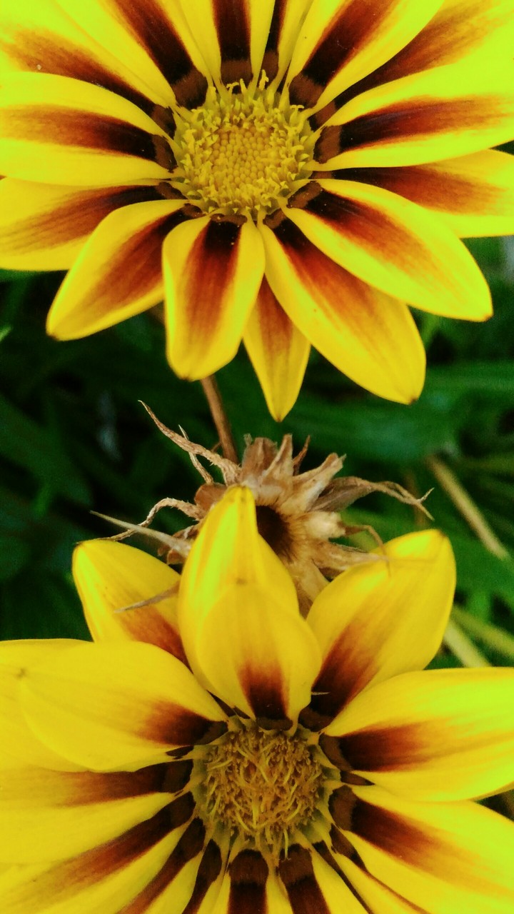 sunshine
