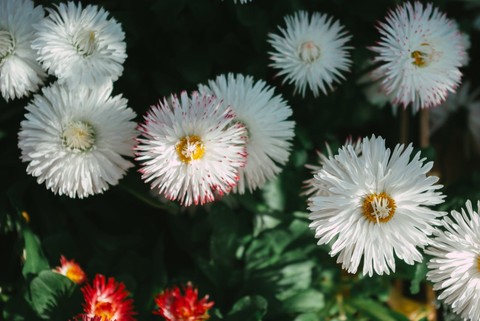 обои flower, closeup