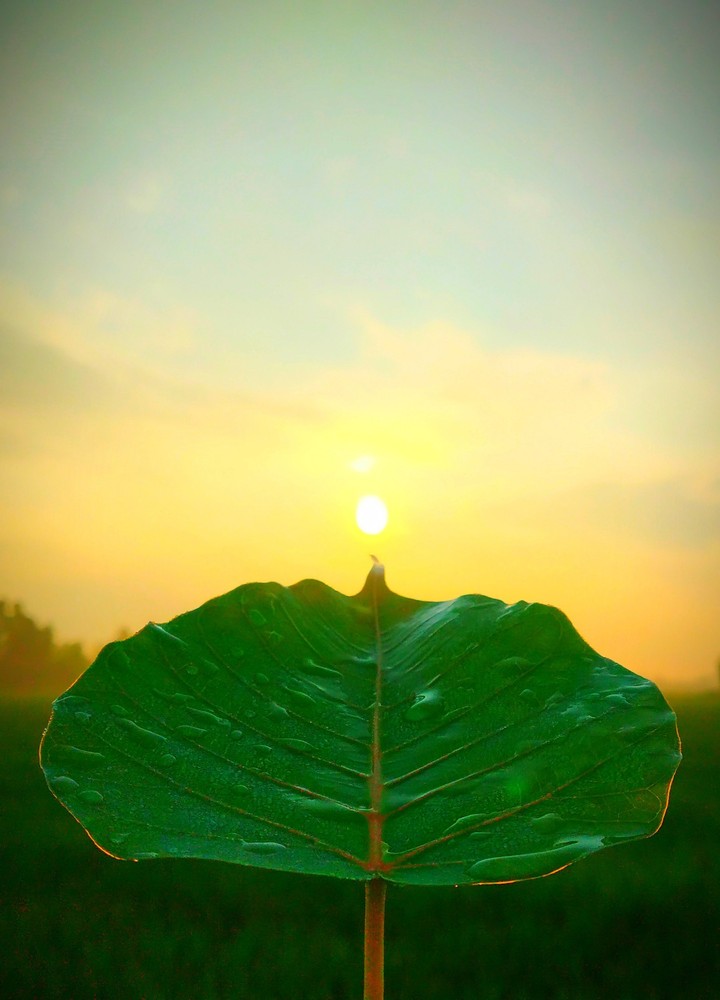 green leaf