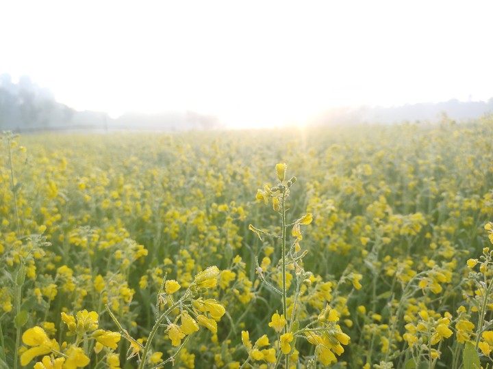 mustered field..