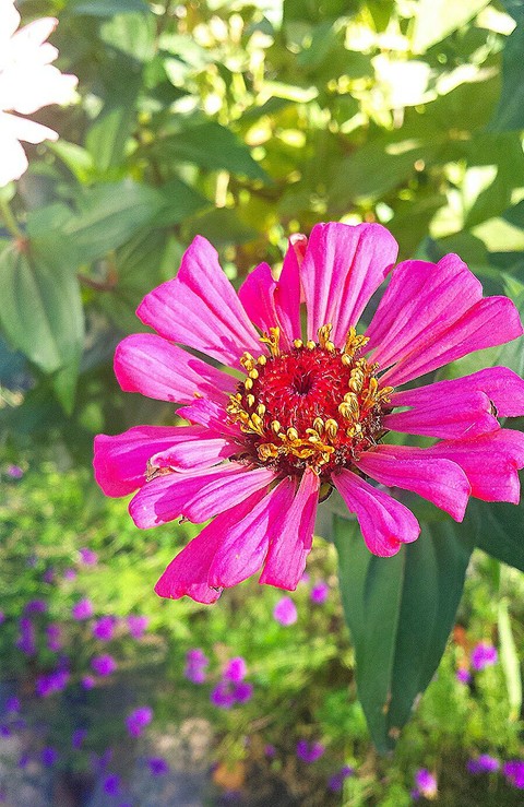 flower