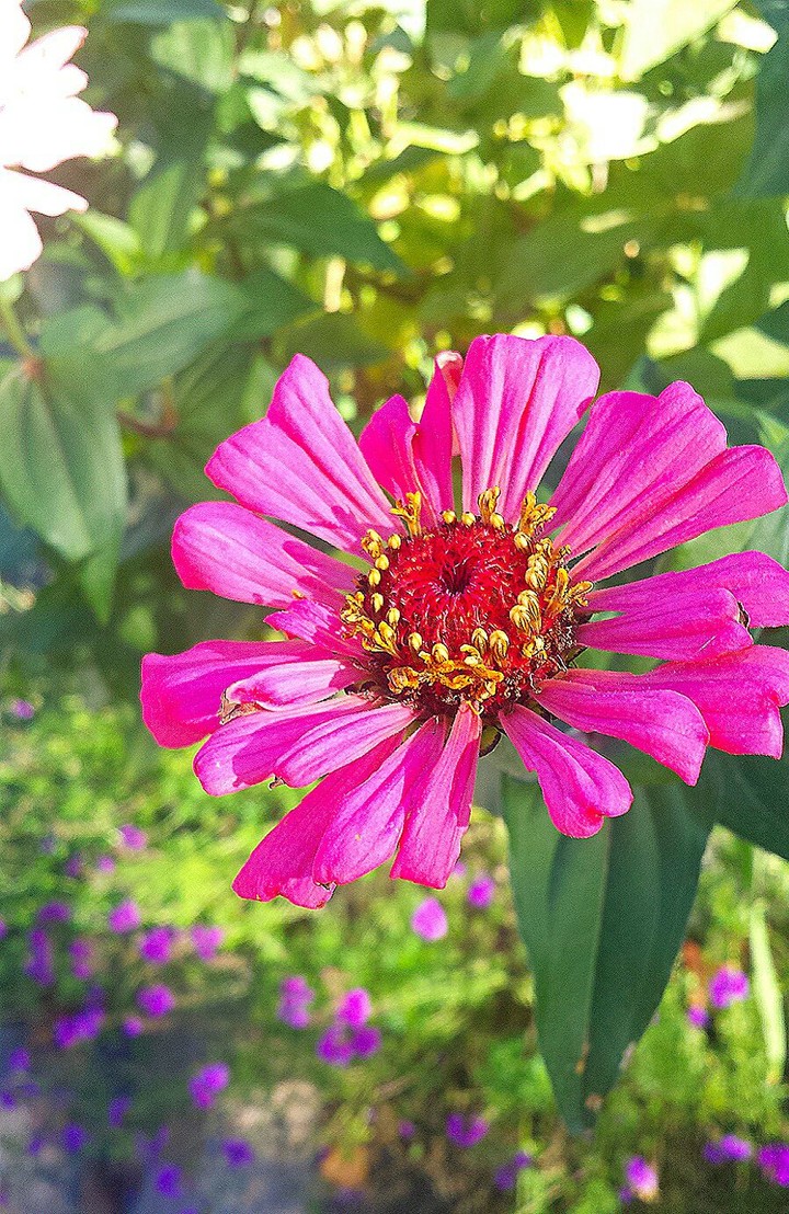 flower