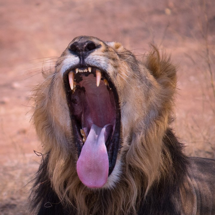 Lion