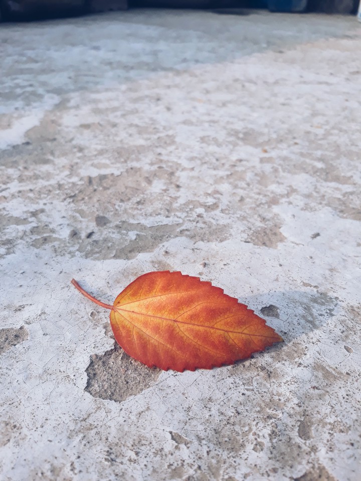 Leaf