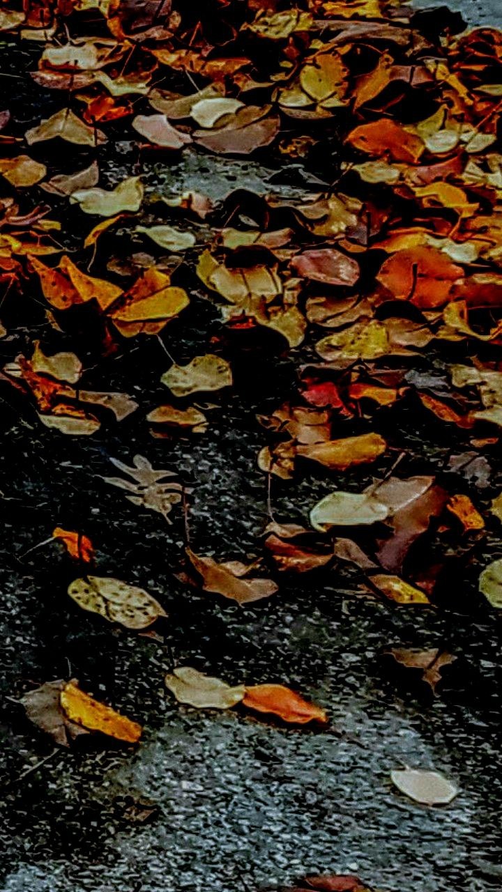 leaves & gravel