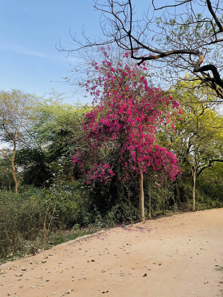 tree