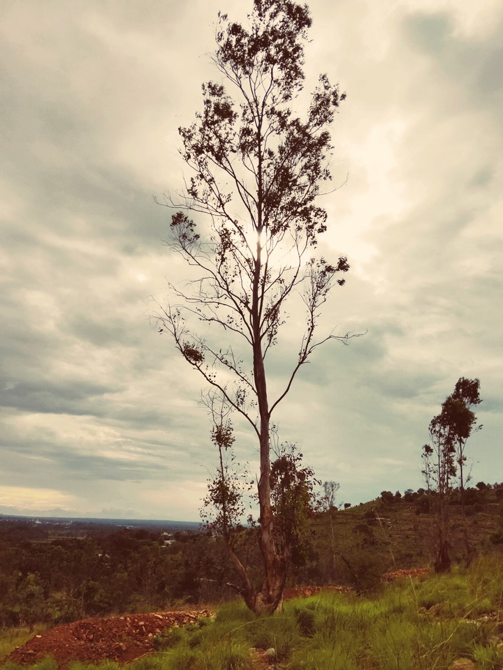 trees